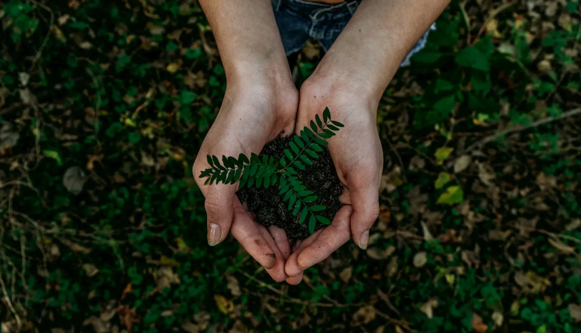 Händer som håller en planta – symbol för omsorg och tillväxt